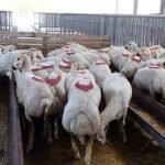 Dragon Age: The Veilguard’ın Oynanış Videosu Yayınlandı!