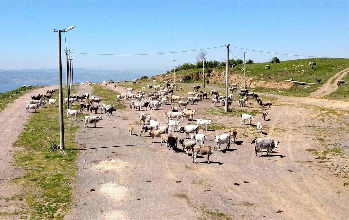 Kocaeli’de Boz Irk Sığır Yetiştiriciliği Yapan Çiftçi, Gelecek Nesillere Aktarmak İçin Çaba Sarfediyor