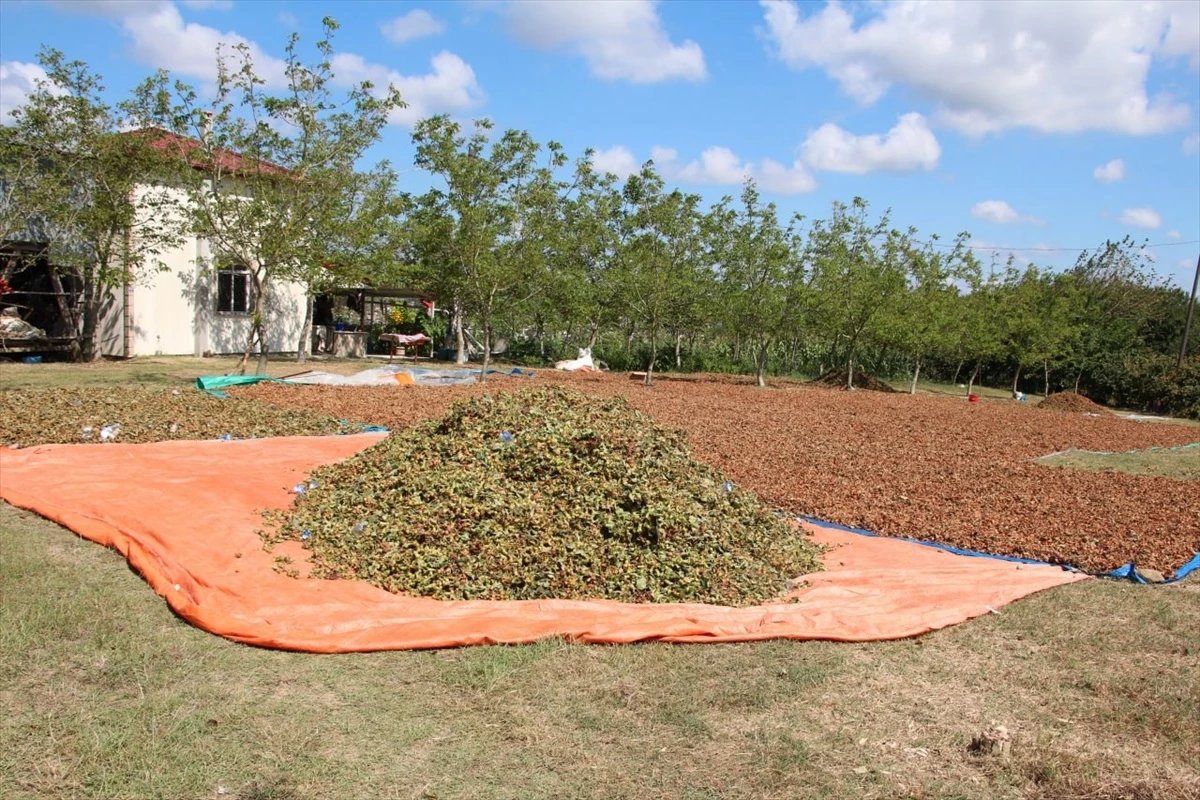  Kocaeli’de Fındık Hasadı Başladı