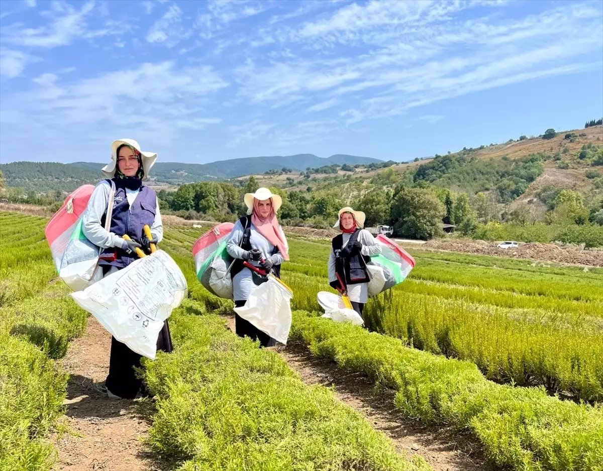 Kocaeli’de Tıbbi ve Aromatik Bitki Yetiştiriciliği Projesi ile Biberiye Hasadı Başladı