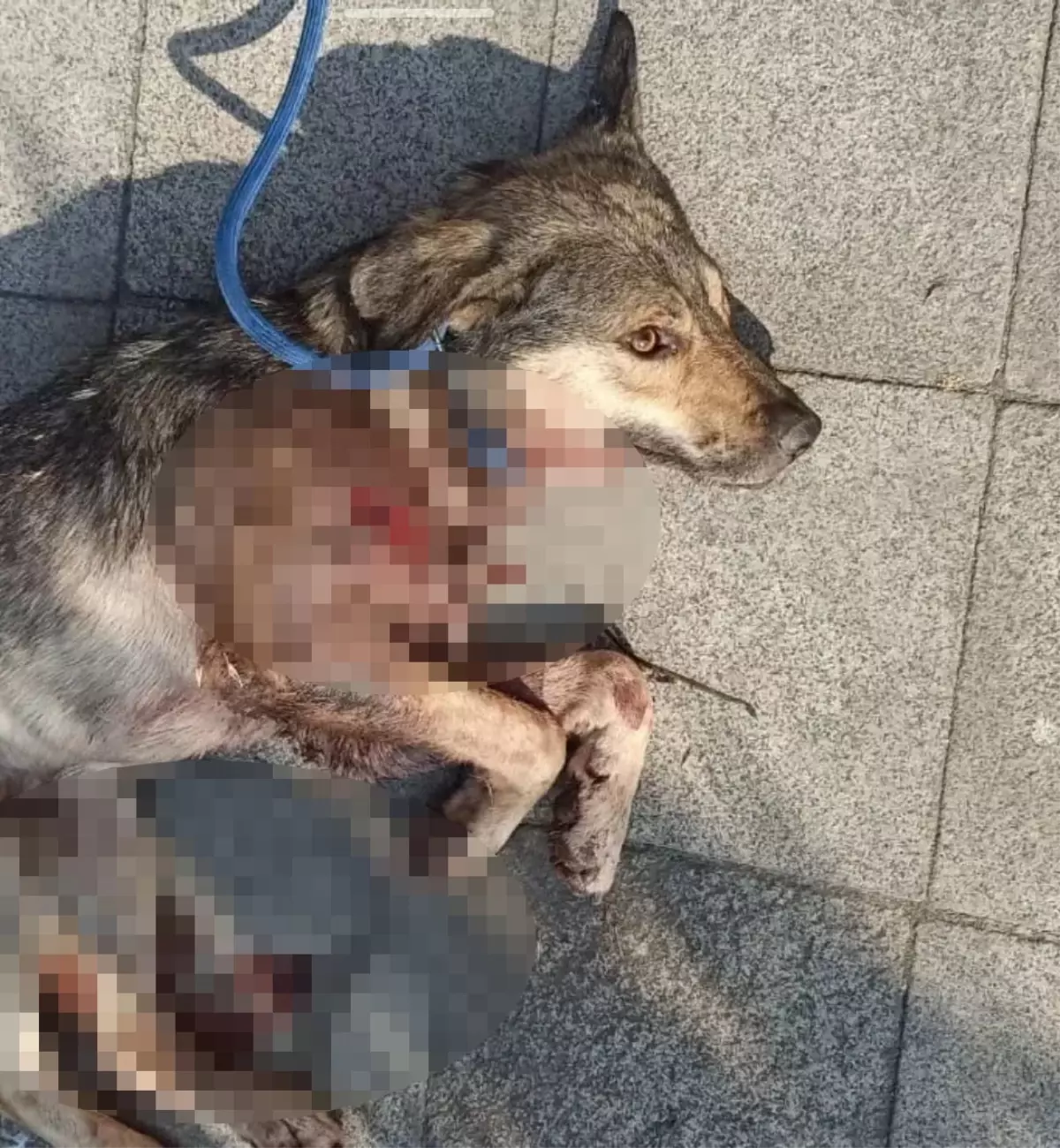 İzmit’te Sokak Köpeği Tabancayla Vurularak Öldürüldü