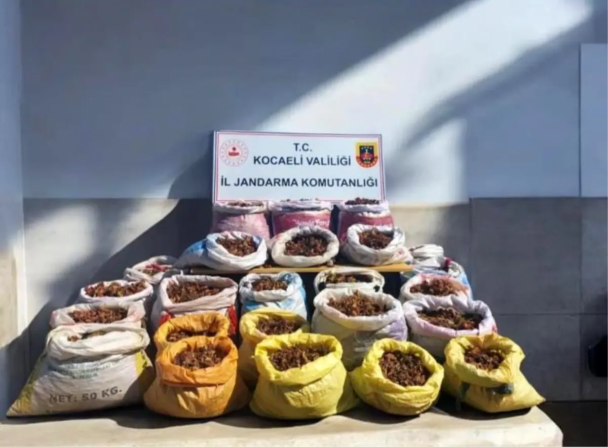 Kandıra’da Hırsızlık Olayı: 25 Çuval Fındık Çalındı