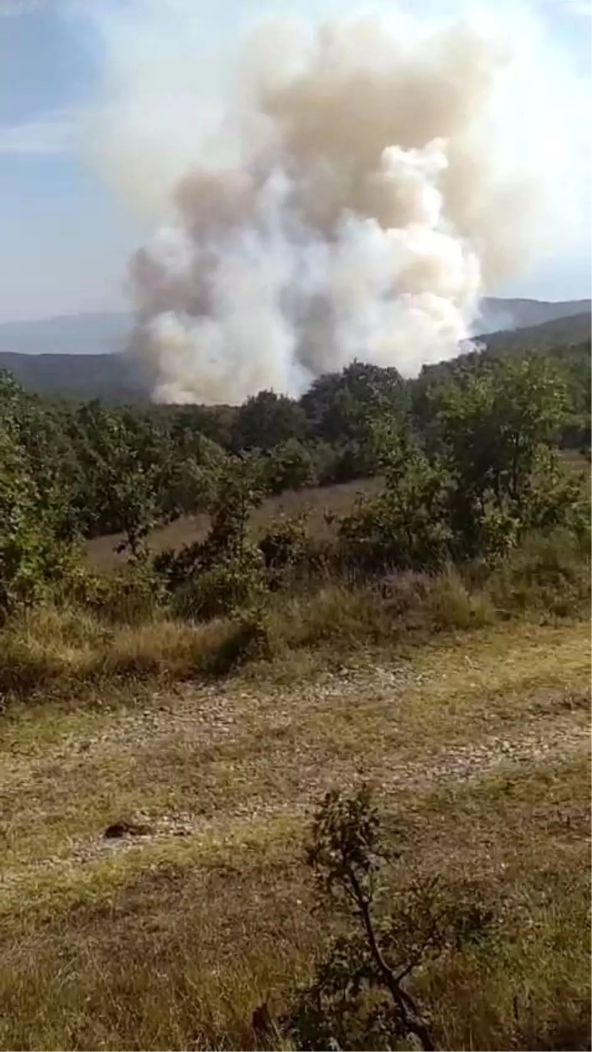 Karamürsel’de Ormanlık Alanda Yangın Çıktı