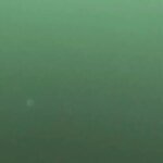 Ağırlığı tam 320 kilogram! Marmara’da nadir görülen mavi yüzgeçli orkinos avlandı