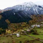 Darıca’da Nişan Töreninde Sokak Hayvanlarına Dikkat Çeken Jest