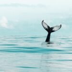 Bacaklardaki Ciddi Tehlike Derin Ven Trombozu!