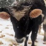 Köfteci İbo: Futbolun Sorgulayıcı Severleri Arasında