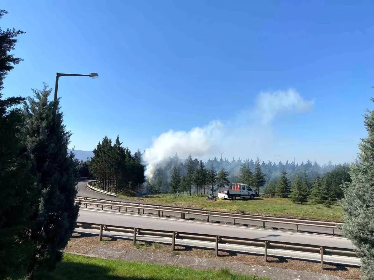 Kocaeli’de Ağaç Budama Çalışmaları Tepki Çekti