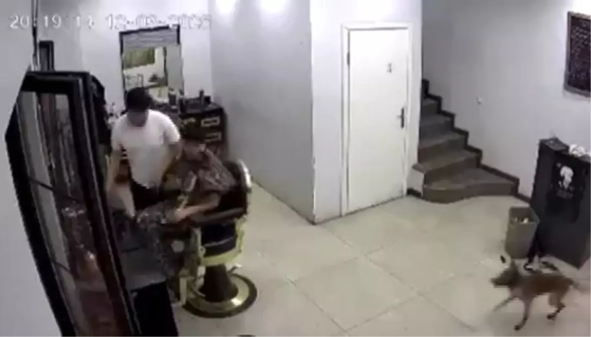 Kocaeli’de Kuaförde Eğlenceli Anlar: Köpek Panik Yaratıyor