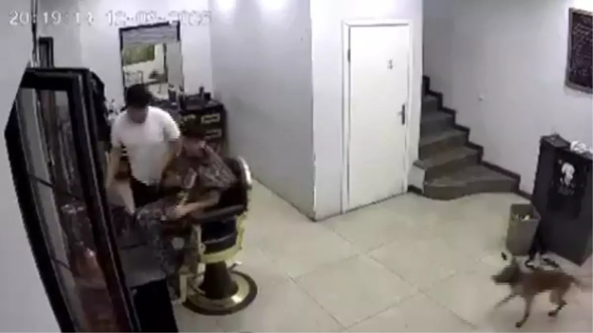 Kocaeli’de Kuaförde Köpek Kargaşası: Müşteriyi Isırdı