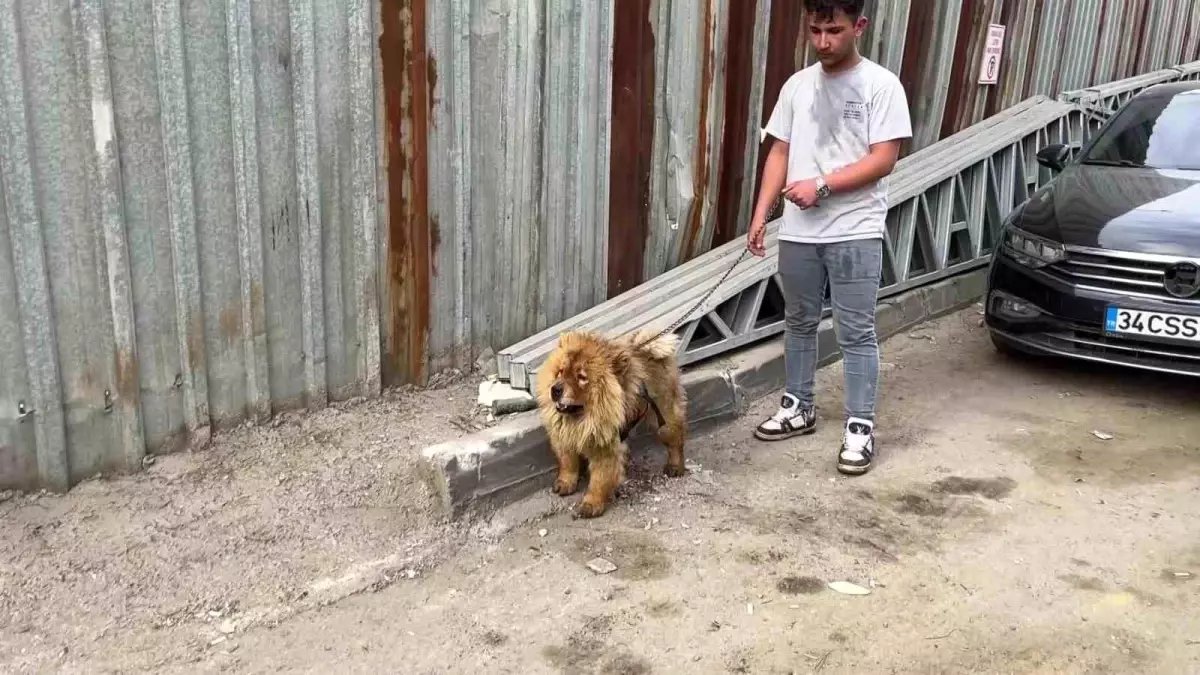 Kocaeli’nde Hurdalık Alanında Çıkan Yangında Mahsur Kalan Köpek Kurtarıldı