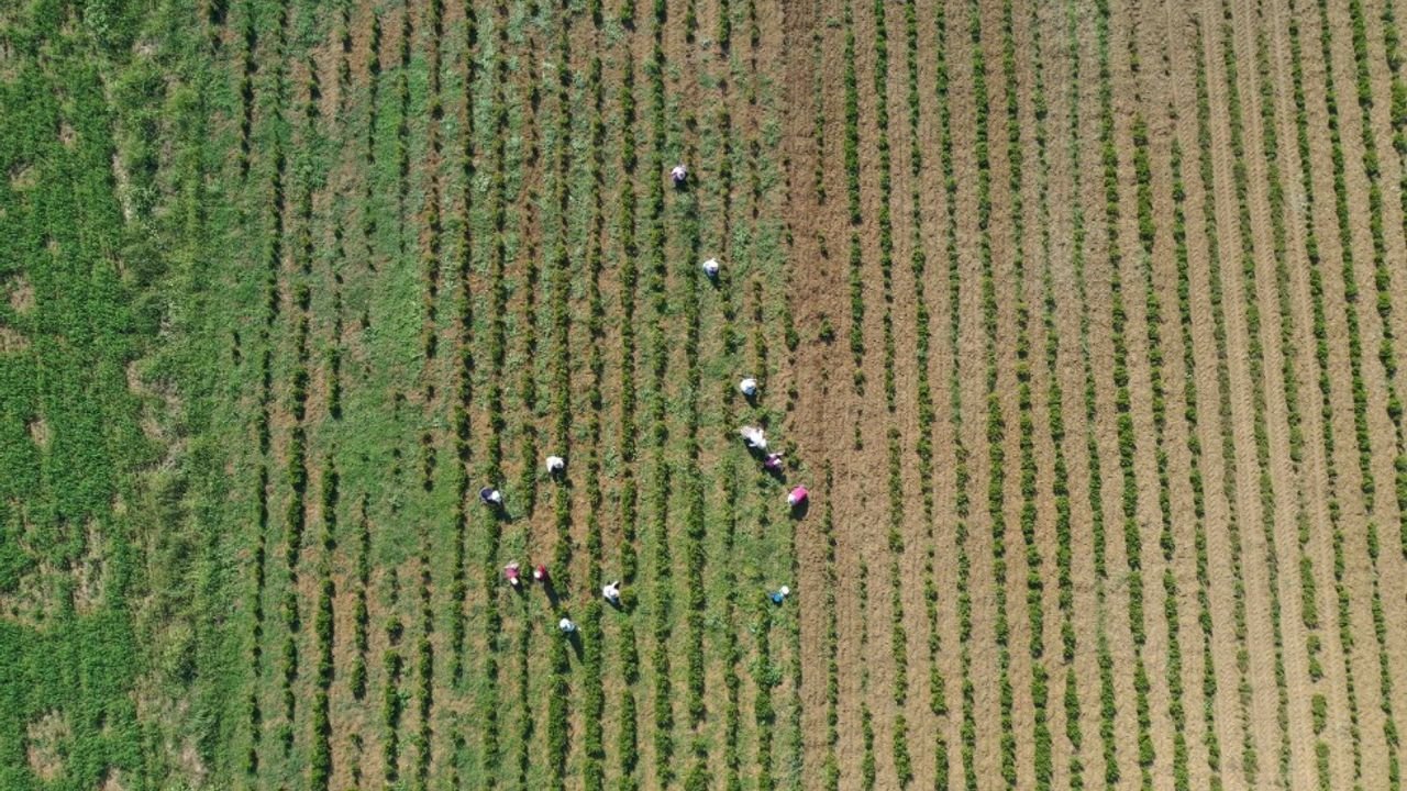 Yerli hasat makineleri, tıbbi bitkilere destek