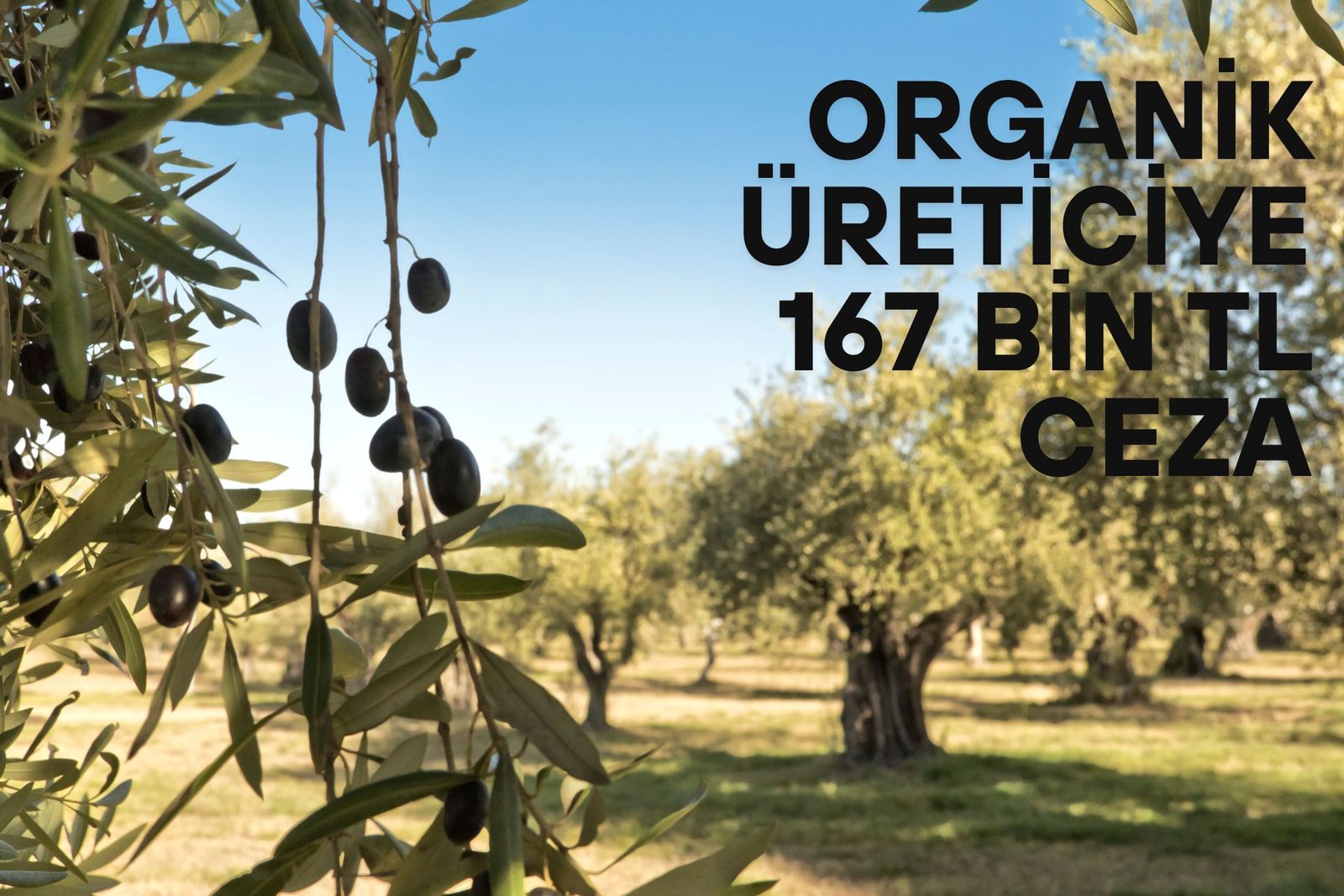 Organik Üreticiye 167 Bin TL Ceza: “Hiçbir Başarı Cezasız Kalmıyor”