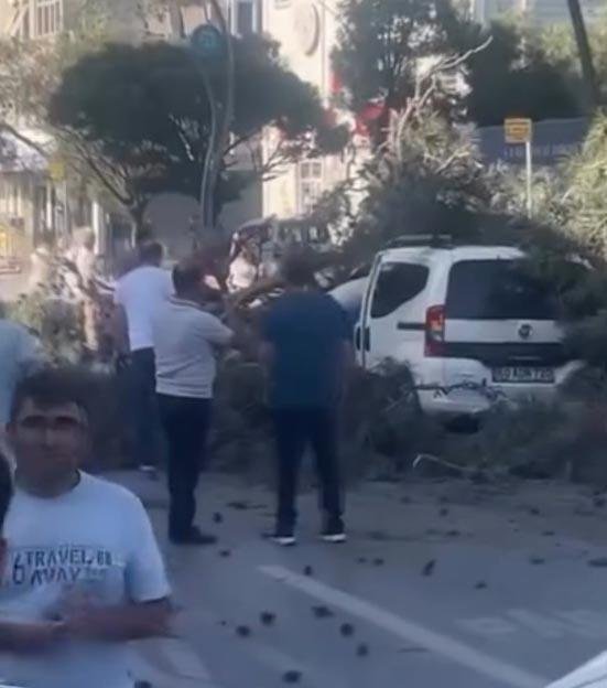 Rüzgar ağacı devirdi: Ticari aracın üzerine düştü