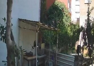 Karga, tavuk yumurtalarını çalarken görüntülendi