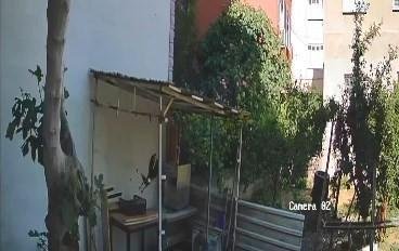 Karga, tavuk yumurtalarını çalarken görüntülendi
