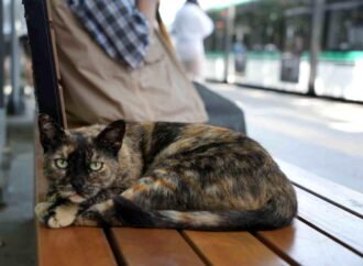 Tramvay Durağındaki Sevimli Kedi Pamuk, Yolcuların Gözdesi Oldu
