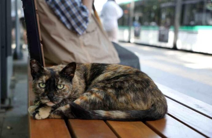 Tramvay Durağındaki Sevimli Kedi Pamuk, Yolcuların Gözdesi Oldu