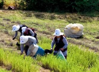 Kocaeli’de Kekik Hasadı Başladı