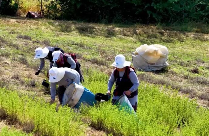 Kocaeli’de Kekik Hasadı Başladı