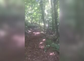 Sakarya’da Ayı ile Karşılaşan Kişi Bağırarak Uzaklaştırdı