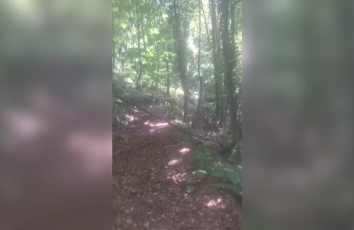 Sakarya’da Ayı ile Karşılaşan Kişi Bağırarak Uzaklaştırdı