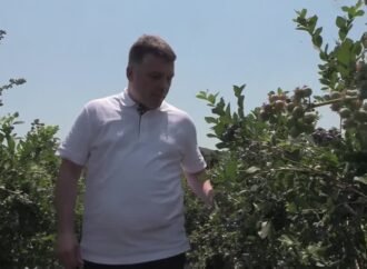 Yalova’da Yaban Mersini Hasadı Devam Ediyor
