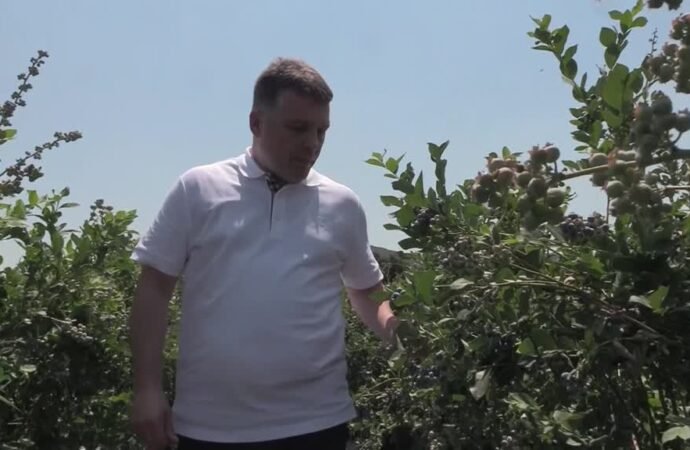 Yalova’da Yaban Mersini Hasadı Devam Ediyor