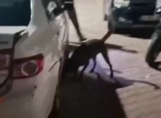 Sakarya’da Uyuşturucu Sevkiyatı Gözaltına Alındı