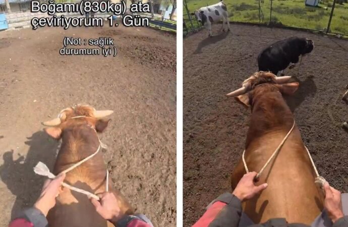 Çiftçinin Boğa Denemesi Kötü Sonuçlandı