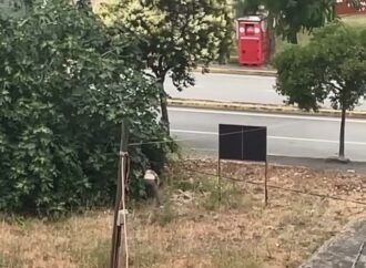 Kocaeli’de Akraba İçi Kavga: Dayı Hayatını Kaybetti