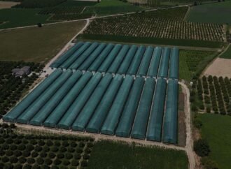 Nazilli’de Tropikal Meyve Üretimi Devam Ediyor