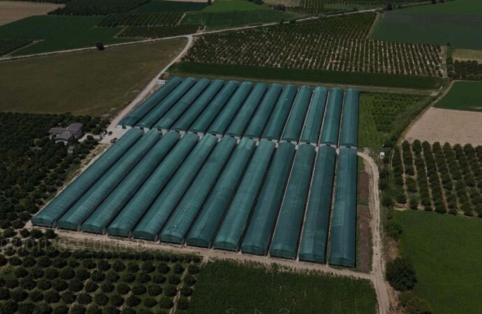Nazilli’de Tropikal Meyve Üretimi Devam Ediyor