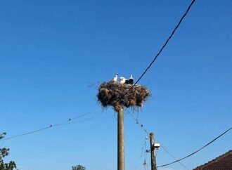 Kocaeli’de Yavru Leylekler Koruma Altında