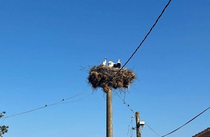 Kocaeli’de Yavru Leylekler Koruma Altında