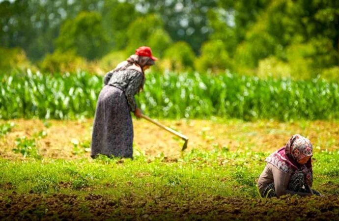 Kocaeli’de Tarım ve Hayvancılığa 1,5 Milyar Lira Destek