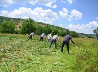 Muş’ta Çiftçiler Mera Otlarını Tırpanla Biçiyor