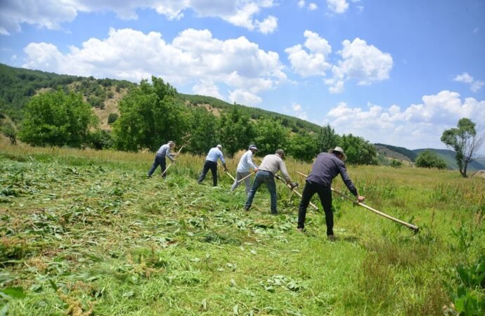 Muş’ta Çiftçiler Mera Otlarını Tırpanla Biçiyor