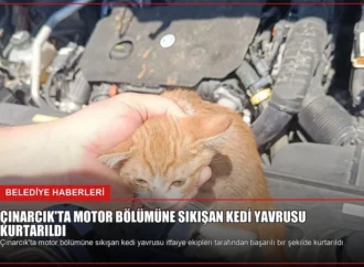 Çınarcık’ta Motor Bölümüne Sıkışan Kedi Yavrusu Kurtarıldı