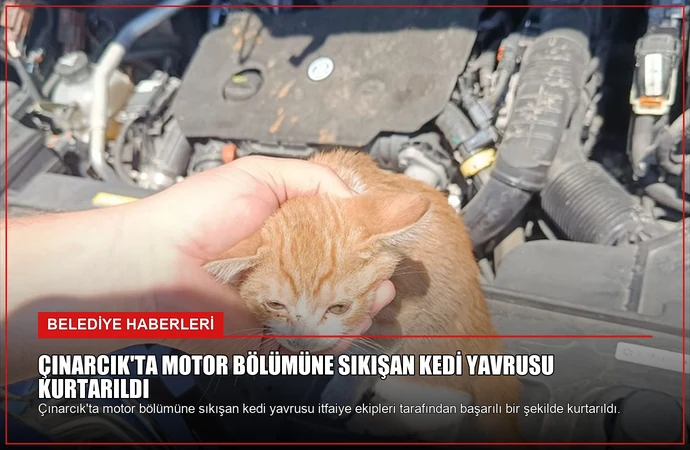 Çınarcık’ta Motor Bölümüne Sıkışan Kedi Yavrusu Kurtarıldı