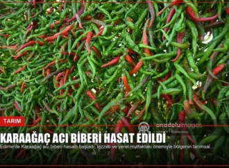 Karaağaç Acı Biberi Hasat Edildi