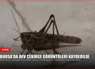 Bursa’da Dev Çekirge Görüntüleri Kaydedildi