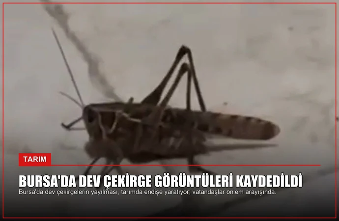 Bursa’da Dev Çekirge Görüntüleri Kaydedildi