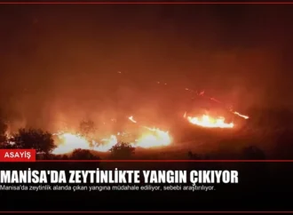 Manisa’da Zeytinlikte Yangın Çıkıyor