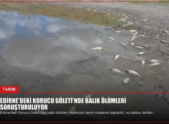 Edirne’deki Korucu Göleti’nde Balık Ölümleri Soruşturuluyor