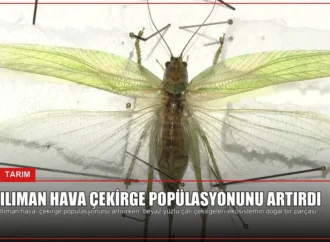 Ilıman Hava Çekirge Popülasyonunu Artırdı