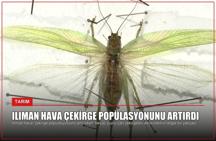 Ilıman Hava Çekirge Popülasyonunu Artırdı