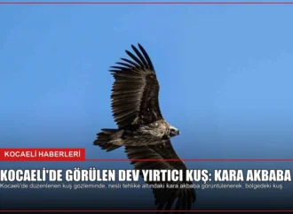Kocaeli’de Görülen Dev Yırtıcı Kuş: Kara Akbaba