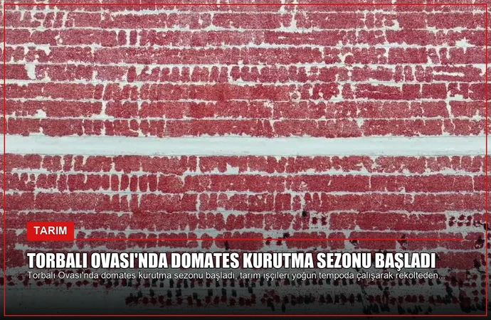 Torbalı Ovası’nda Domates Kurutma Sezonu Başladı