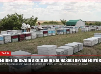 Edirne’de Gezgin Arıcıların Bal Hasadı Devam Ediyor
